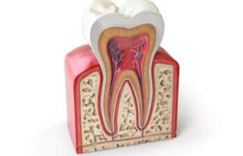 Cross-section diagram of tooth anatomy showing enamel, dentin, pulp chamber, blood vessels, and root structure.